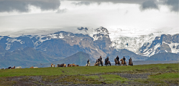 Riding with the Herd in Iceland 